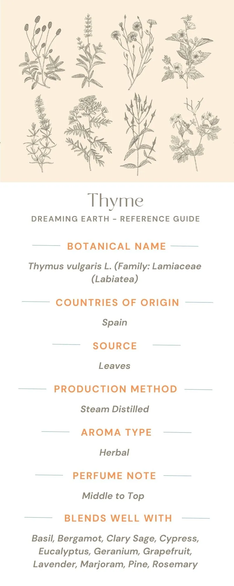 Thyme Essential Oil (Linalol)